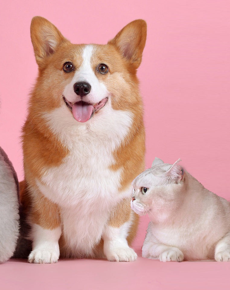 Corgi clearance hot spots
